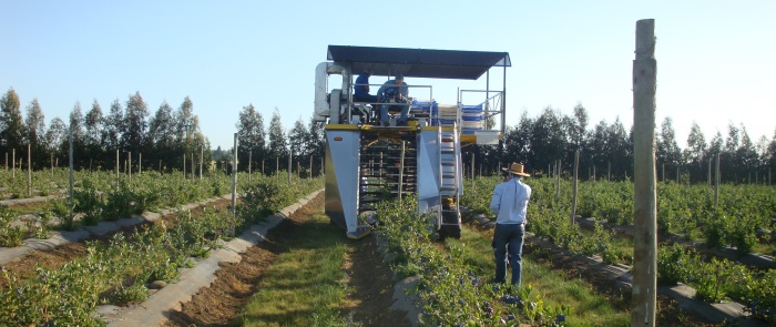 <i>A Littau Harvester machine increases productivity greatly over hand picking.<a href='http://'></a></i>